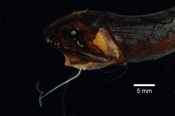 Media type: image; Ichthyology 84721